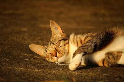 猫 小猫 鲭鱼 虎猫 家猫 大花猫 猫脸