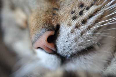 猫 猫科动物 鼻子 胡须 蓬松的 动物 宠物 可爱的 国内的