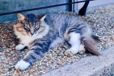 日本 动物 猫咪 生物 母猫 可爱 一 眨眼