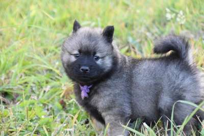 小狗 年轻的狗 狗 可爱 年轻Eurasier 狗品种 哺乳动物