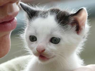 Kitty猫 猫 年轻 微小的 可爱的 她有