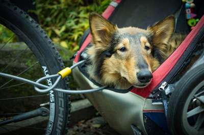 替代运输 自行车拖车 狗 宠物 牧羊犬 城市交通