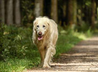 金毛猎犬 狗 猎犬 母狗 老的 金的 纯种狗 谱系 家畜