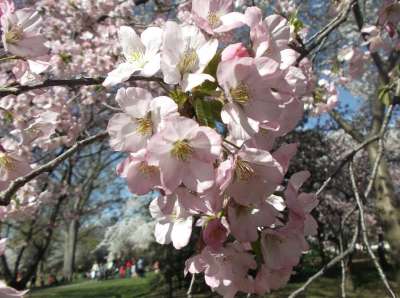 樱花 樱桃 春天 直流电 开花 华盛顿特区 节日