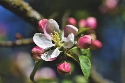 苹果花 苹果树 苹果树花 盛开 春天 开花 白色的 春花 梅花