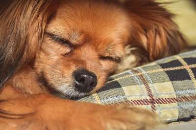 宠物 狗 犬类 动物 哺乳动物