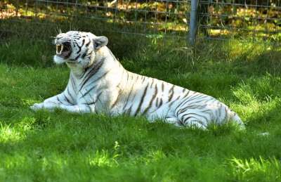 老虎 猫科动物 猫 野猫 条纹 哺乳动物 食肉动物 捕食者