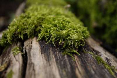 Moss 日志 苔藓垫 木材 森林 树桩 植物 性质 绿色