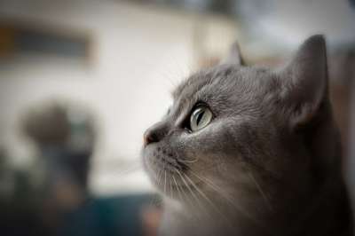猫 宿醉 家畜 家猫 动物 野生动物 猫脸 猫眼 毛皮