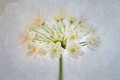 绘画 花 白色的 开花 韭菜花