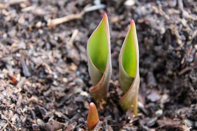 郁金香 电灯泡 出现 小费 半透明 春天 花 植物 发芽 生长
