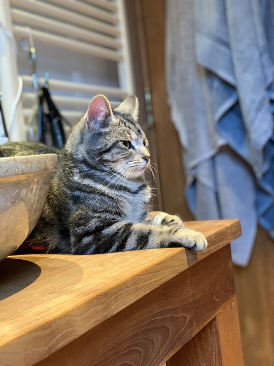 猫 老虎 动物