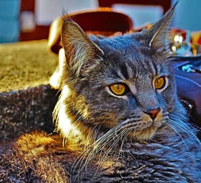 猫 太阳 家猫 鲭鱼 家畜 放松 胡须 动物 懒惰的 肖像