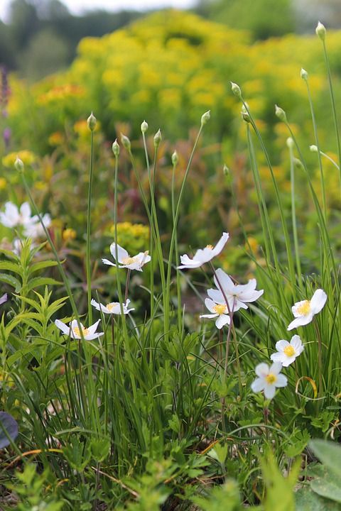 日本海葵 盛开 白色的 花 海葵 花园 植物 开花 现 工厂
