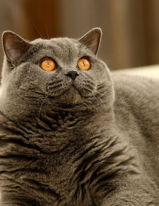 猫 动物 宠物 眼睛 看着 黑色的 问