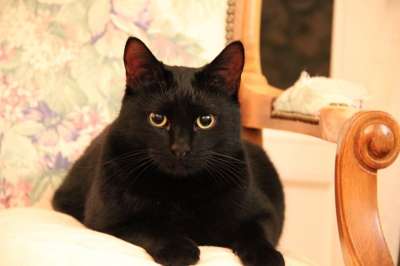 猫 黑色的 眼睛 黑猫 宠物 猫科动物 国内的 肖像 看着