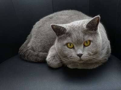 猫 主页 潜伏 眼睛 好奇的