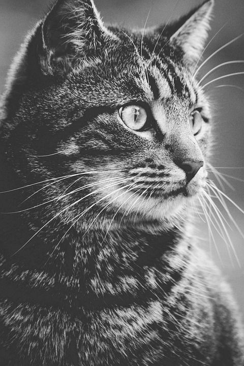 可爱的 动物 猫 猫脸 特写 国内的猫 眼睛 猫科动物 毛皮
