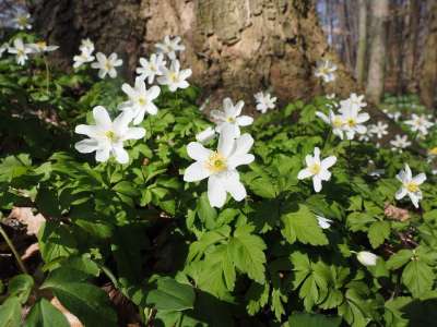 木海葵 开花 花 白色的 海葵 Nemorosa 海葵 毛茛