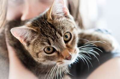 家畜 猫 动物 家猫 亲爱的
