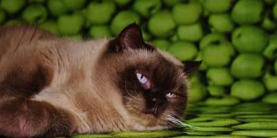 家猫 猫 英国短毛猫 说谎 放松 厌倦 毛皮 纯种 野生动物
