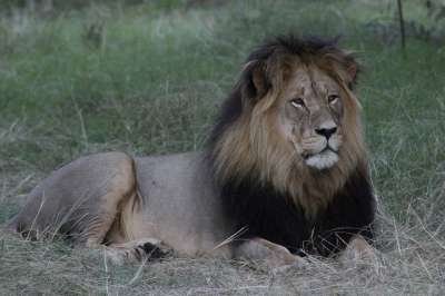 狮子 非洲 自然 野生动物 苹果浏览器 动物 男性 猫 鬃毛