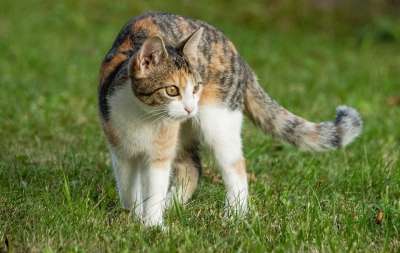 猫 动物 宠物 草地 草 猫科动物 后院