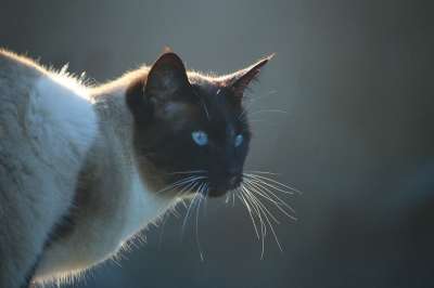 猫 宿醉 暹罗 小胡子