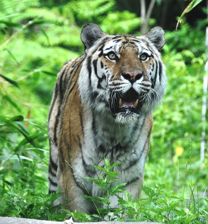 老虎 猫 条纹 动物 尾巴 胡须 可爱的 杂交种 Liger