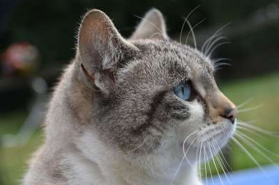 动物 猫 猫科动物 哺乳动物 宠物 小胡子 物种 动物区系 阴云