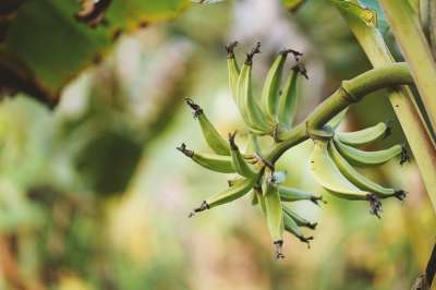 香蕉树 叶子 种植园 芭蕉 树 黄色 农业 成熟 农场 食物