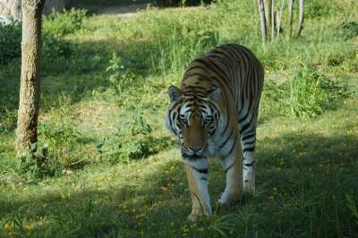 老虎 猫科动物 捕食者 荒野 自然 苹果浏览器 非洲 沙漠 动物