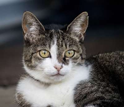 猫 家猫 野生动物 哺乳动物 动物 鲭鱼