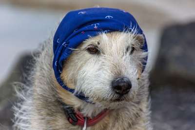 狗 头巾 牧羊犬混合 鼻子 头 毛皮 眼睛 家畜 动物