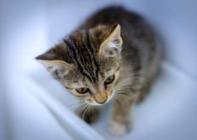 小猫 猫科动物 眼睛 婴儿 动物 胡须 头 哺乳动物 可爱的
