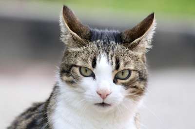猫 家猫 宠物 动物
