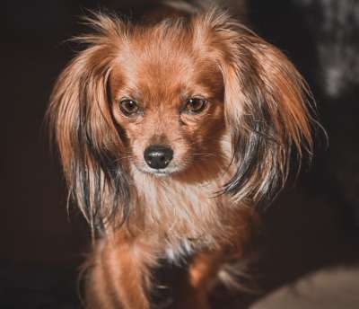 狗 宠物 犬类 动物 毛皮 鼻子 哺乳动物 狗肖像 国内动物