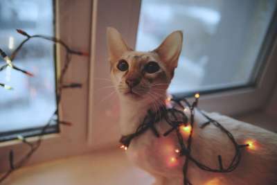 猫 很好 小猫 老虎 动物 猫科动物 迷人 新年 新年快乐