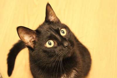 猫 动物 问 视线 枪口 猫的眼睛 宠物 猫眼 毛皮 黑猫