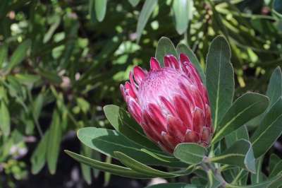 皇后蛋白 花 植物 普罗蒂 大普罗蒂亚 花瓣 树叶 盛开 开花
