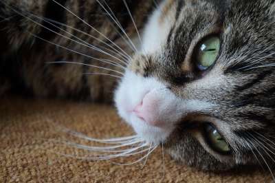 吉 猫 可爱的 脸 头 喵 宠物 鼻子 荒野 动物