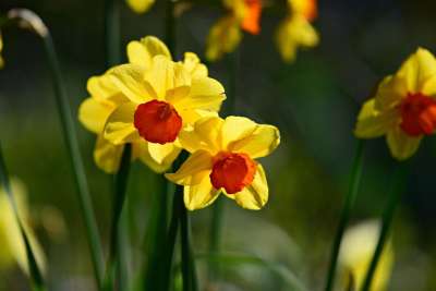 水仙花 春天的花朵 植物 花瓣 干 早期的纰漏 水仙 春天 青春
