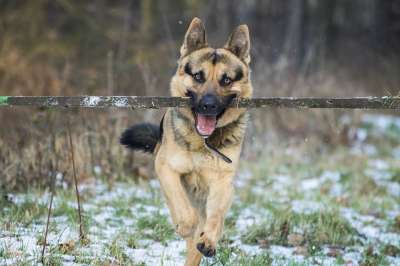 德国牧羊犬 狗 戳 德国牧羊犬 德国牧羊犬 德国牧羊犬 德国牧羊犬