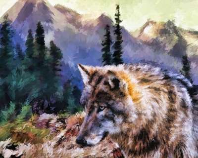 狼 野生动物 捕食者 动物 户外 自然 犬类 山 景观 夏天