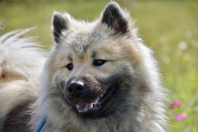 狗 Eurasier 黑面罩 耳朵 棕色眼睛 犬类 吉祥物 动物