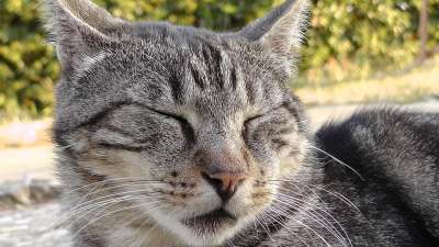 猫 小猫 猫科动物 头发 动物 宠物 可爱 猫脸 躺在 家畜