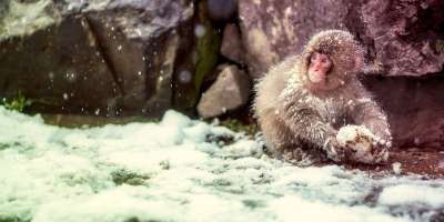 日本 猴 雪 可爱的 野生动物 冬天 景观 动物 自然 户外