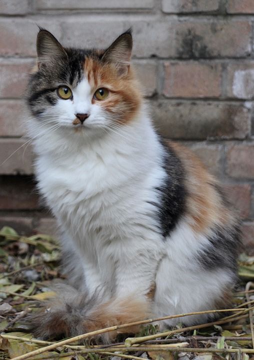 猫 宠物 猫科动物 动物 毛皮 基蒂 国内的 国内的猫 猫画像