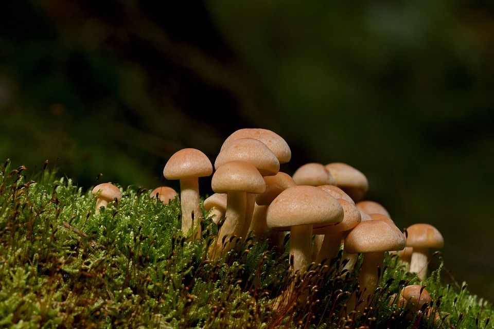 蘑菇, 小蘑菇, 苔藓, 真菌科学, 森林, 自然, 关闭