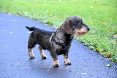 宠物 可爱的 动物 腊肠犬 小狗 犬类 国内的 有趣的 哺乳动物
